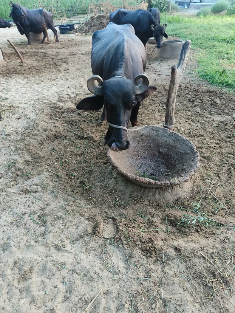 Others Buffalo in  RAJASTHAN