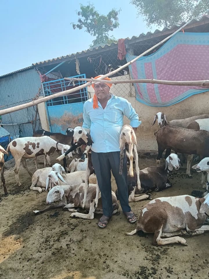 मेंढी Sheep O0106 in  MAHARASHTRA