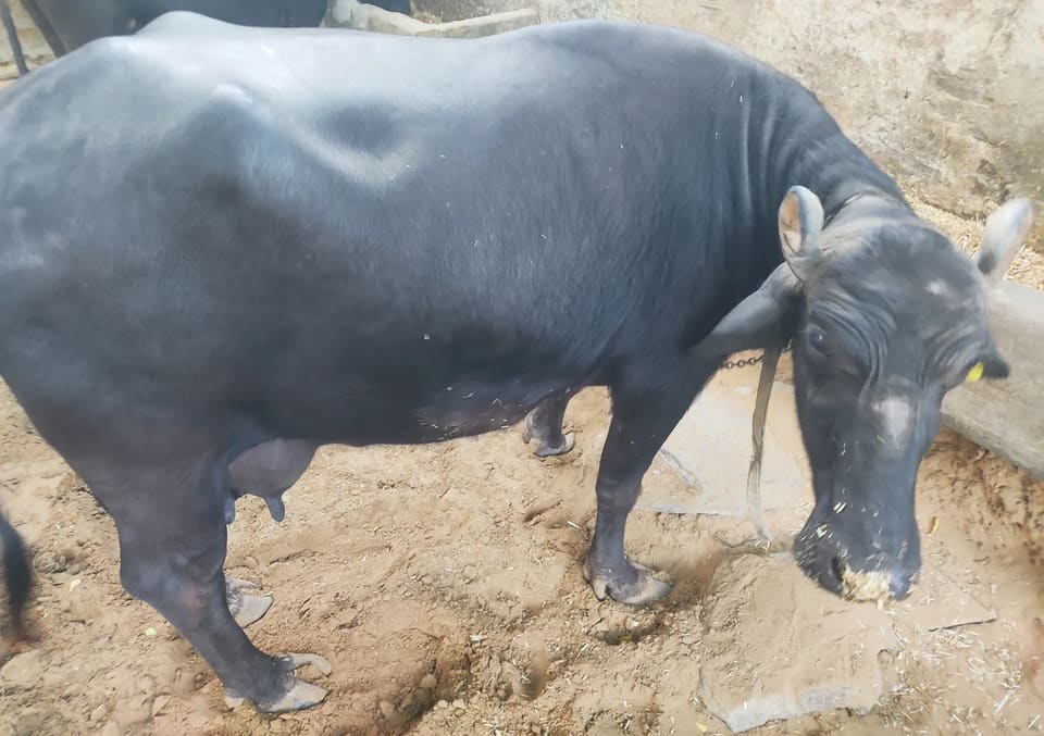 Murrah Buffalo M5312 in  RAJASTHAN
