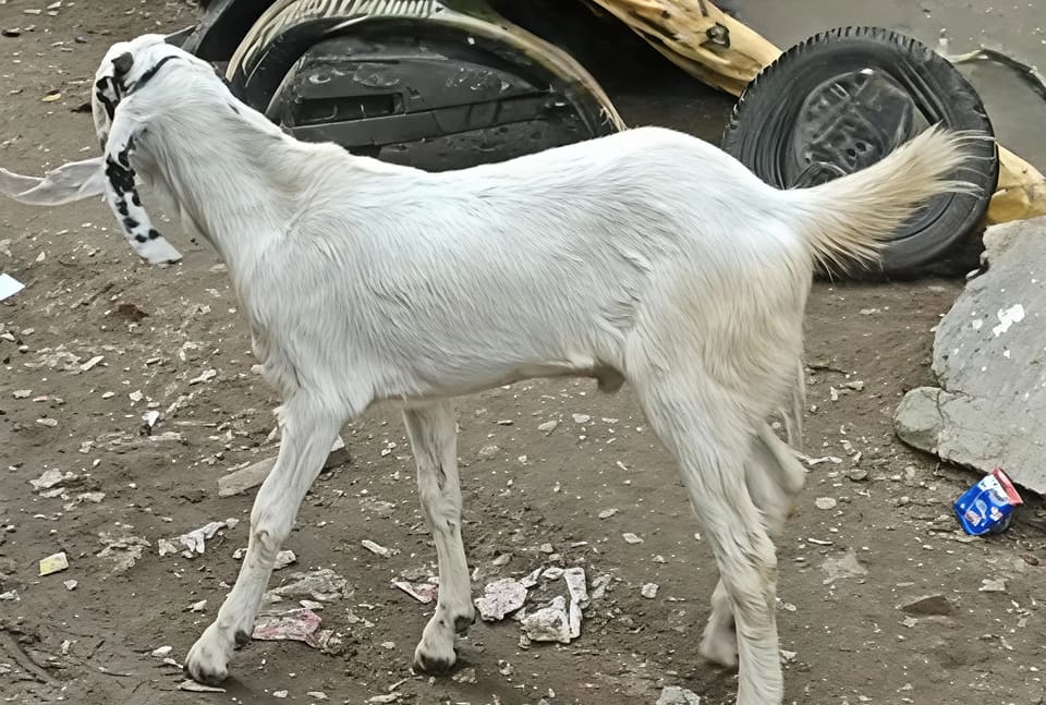 Jamunapari Goat J0283 in  UTTAR PRADESH