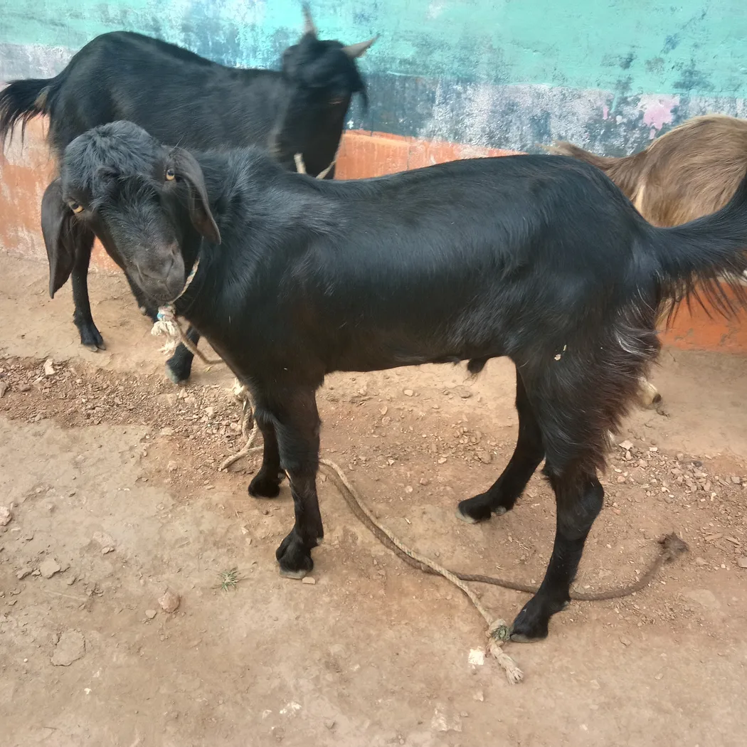 Sannen Goat in  RAJASTHAN