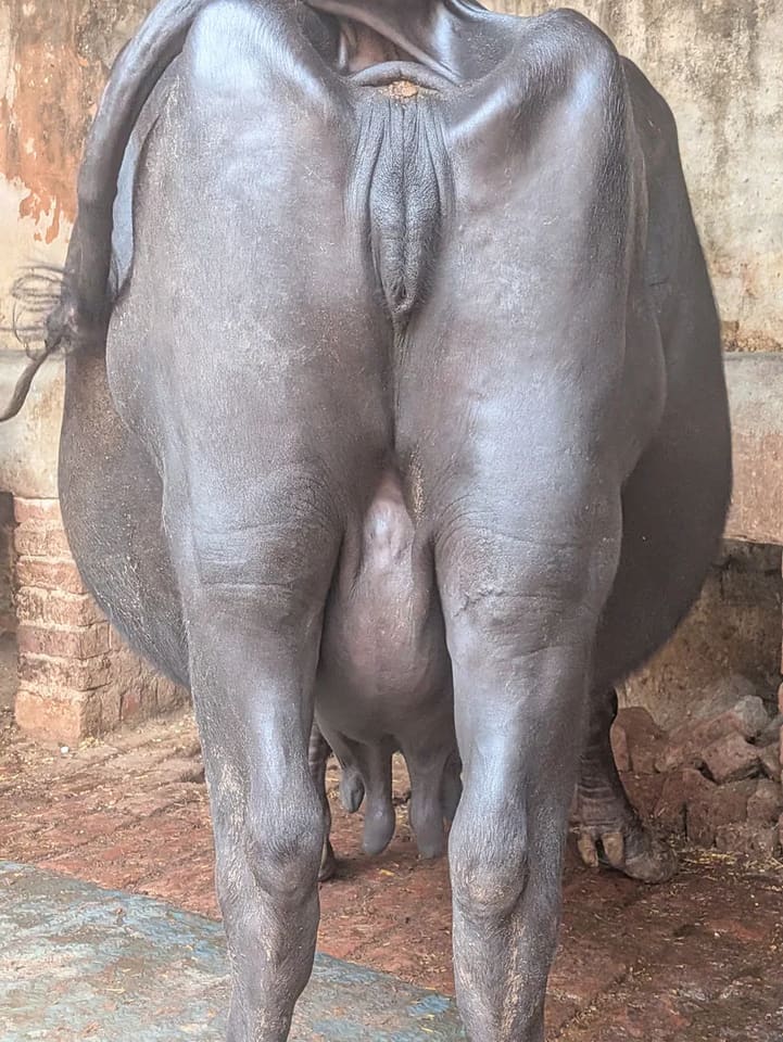 Others Buffalo in  UTTAR PRADESH