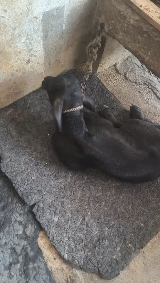 Murrah Buffalo M5128 in  UTTAR PRADESH