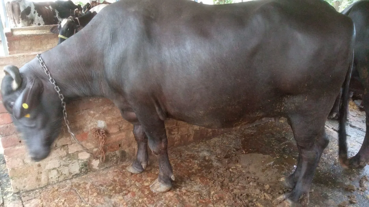 Murrah Buffalo M4719 in  UTTAR PRADESH