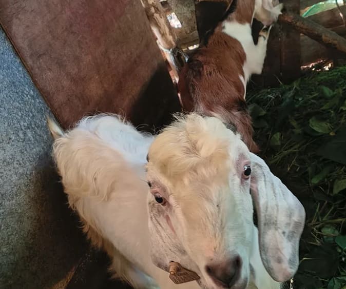 Malabari Goat M0291 in  KARNATAKA