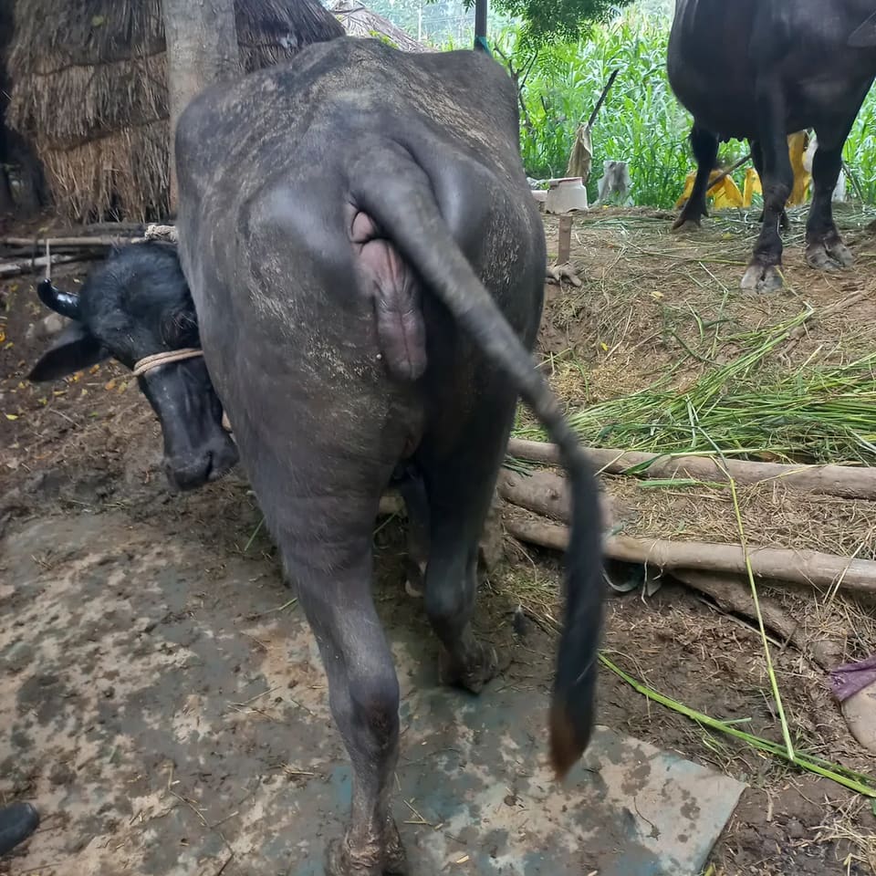 Others Buffalo in  PUNJAB