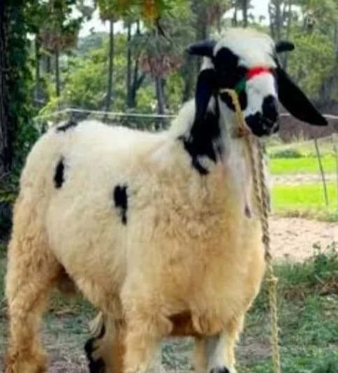 Others Sheep in  ANDHRA PRADESH