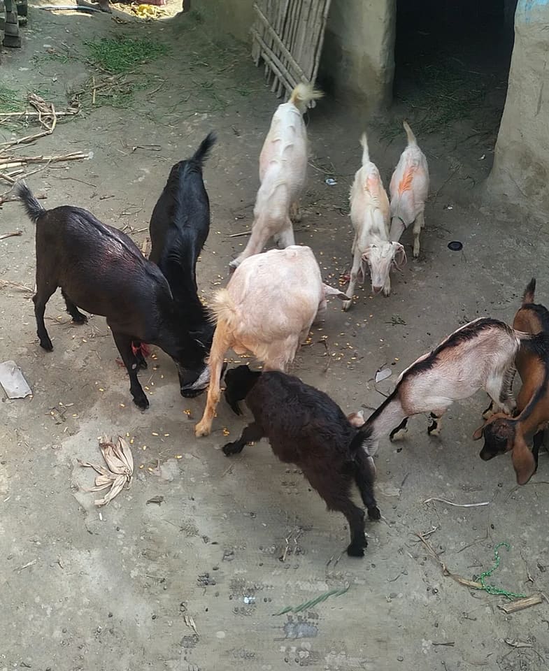 Malabari Goat M0283 in  BIHAR