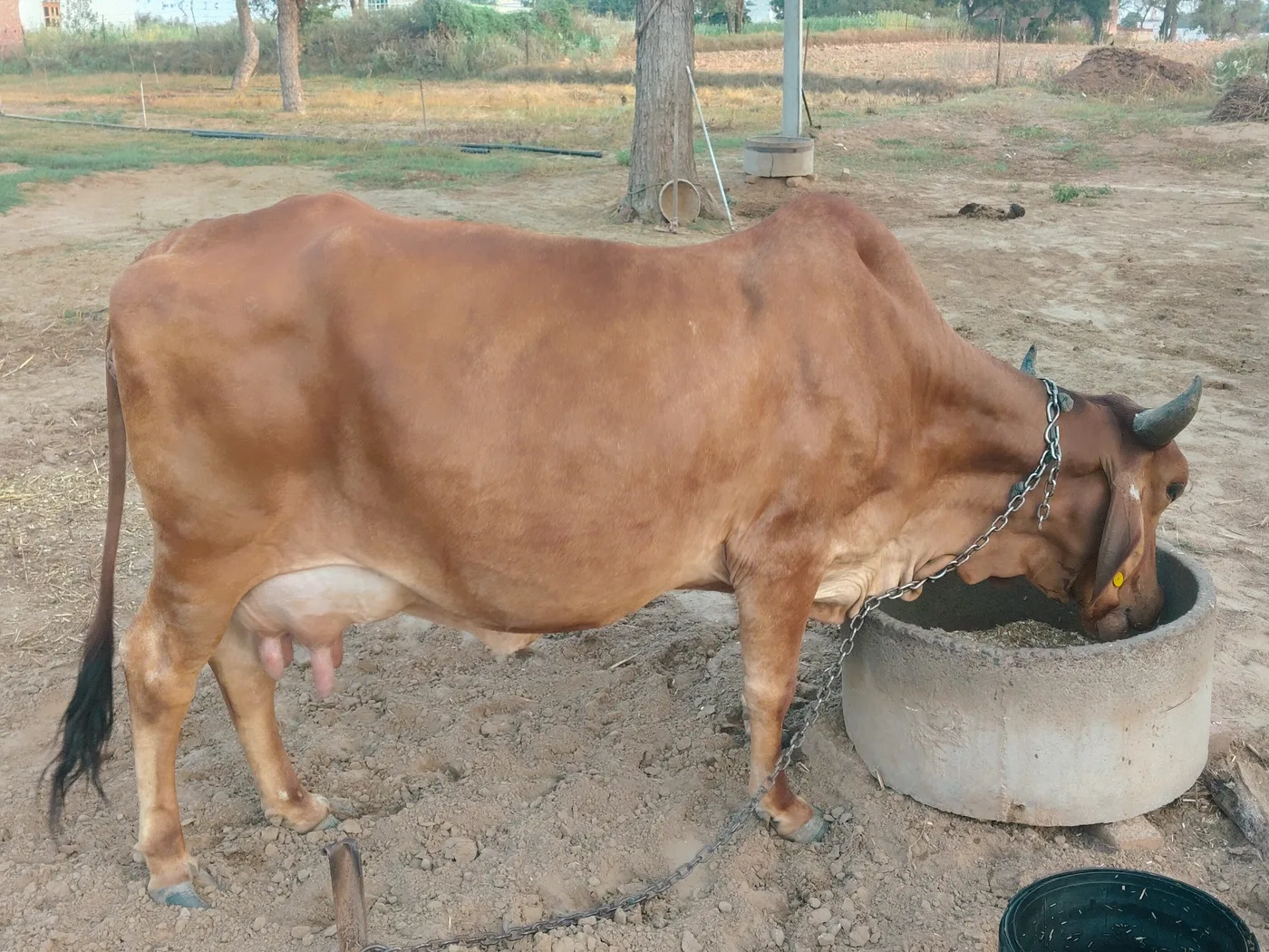 Gir Cow G2129 in  RAJASTHAN