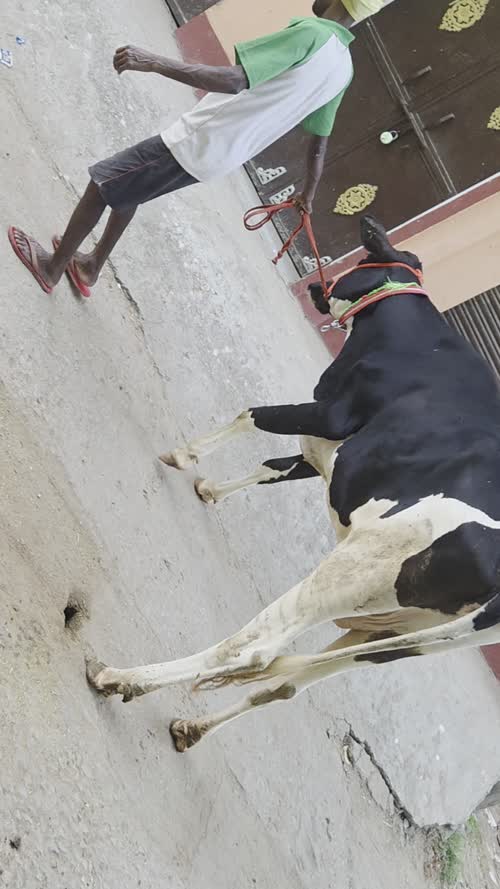 HF Cow H3404 in  BIHAR