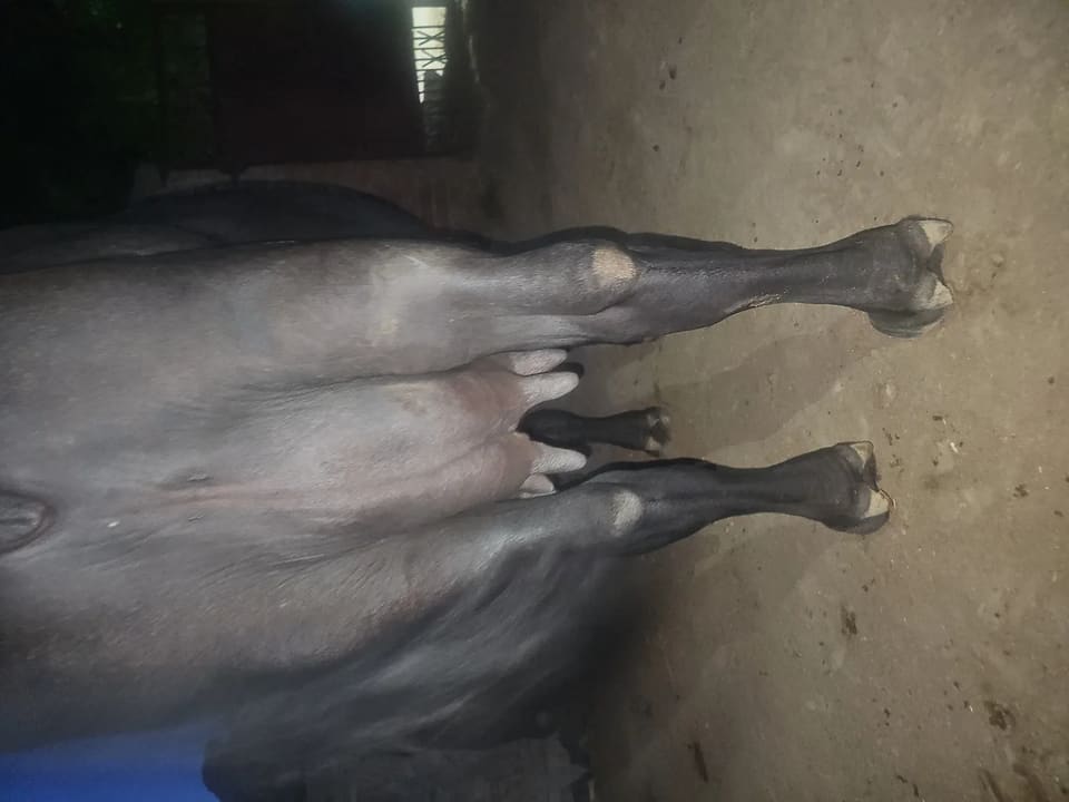 Jafarabadi Buffalo J0473 in  HARYANA