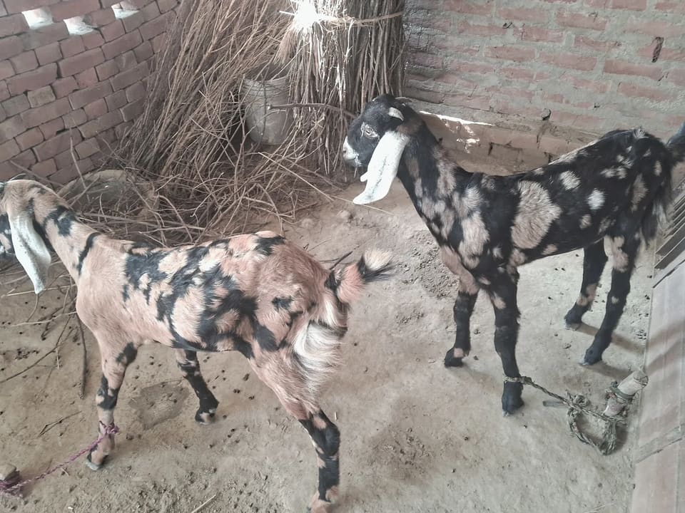 Sirohi Goat S0579 in  UTTAR PRADESH