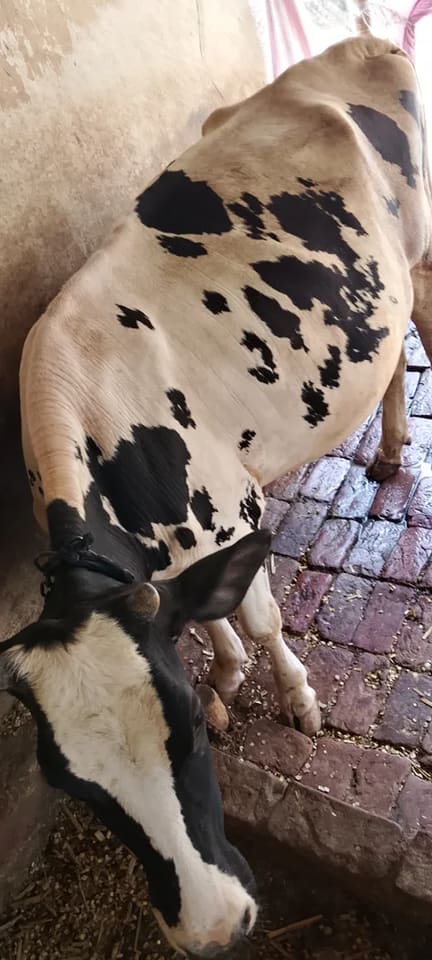 HF Cow in  UTTAR PRADESH