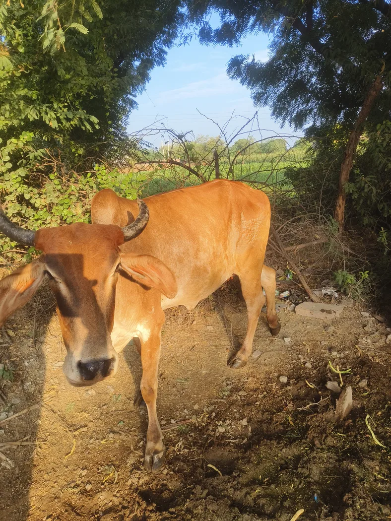 Gir Cow G2122 in  RAJASTHAN