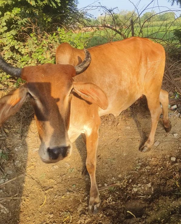 Gir Cow G2115 in  RAJASTHAN