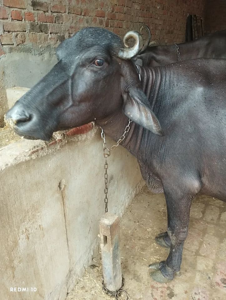 Murrah Buffalo M4711 in  UTTAR PRADESH