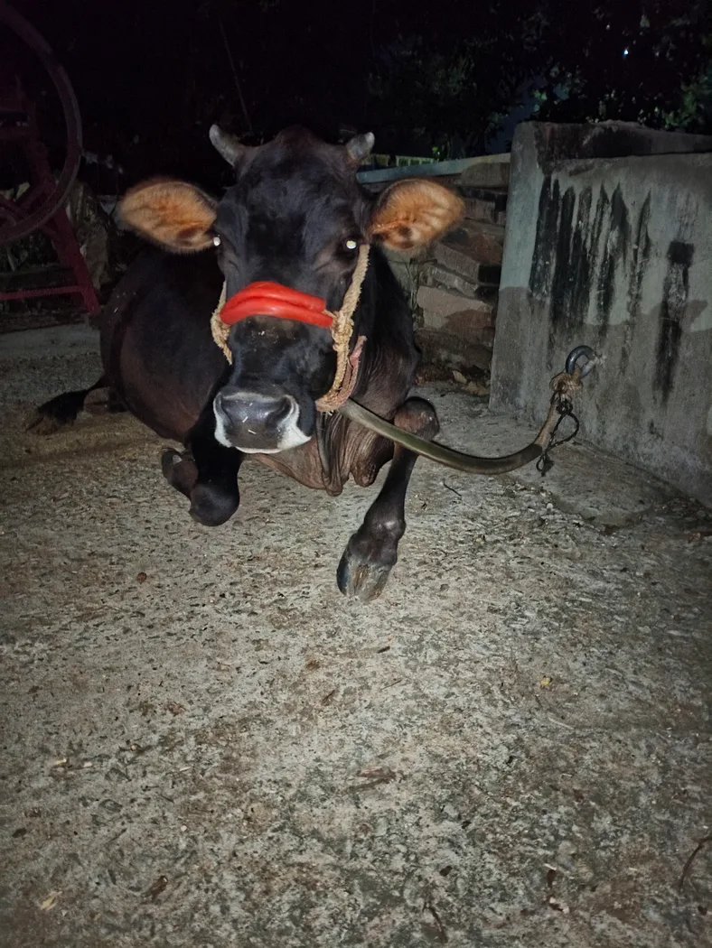 Others Cow in  BIHAR