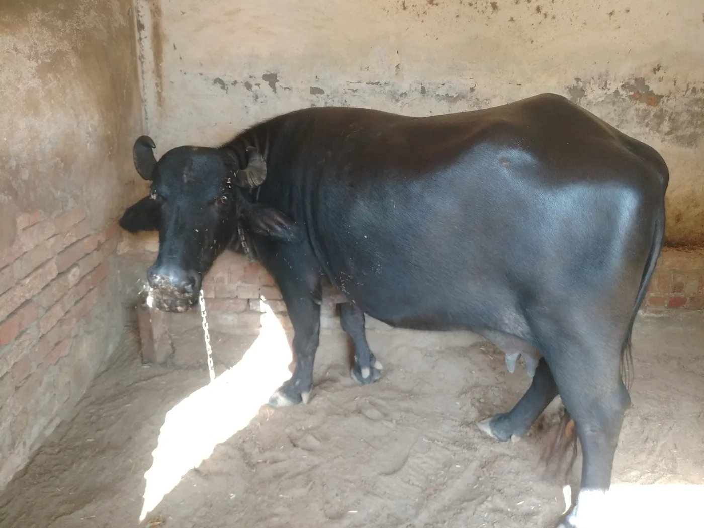 M Buffalo O0756 in  RAJASTHAN