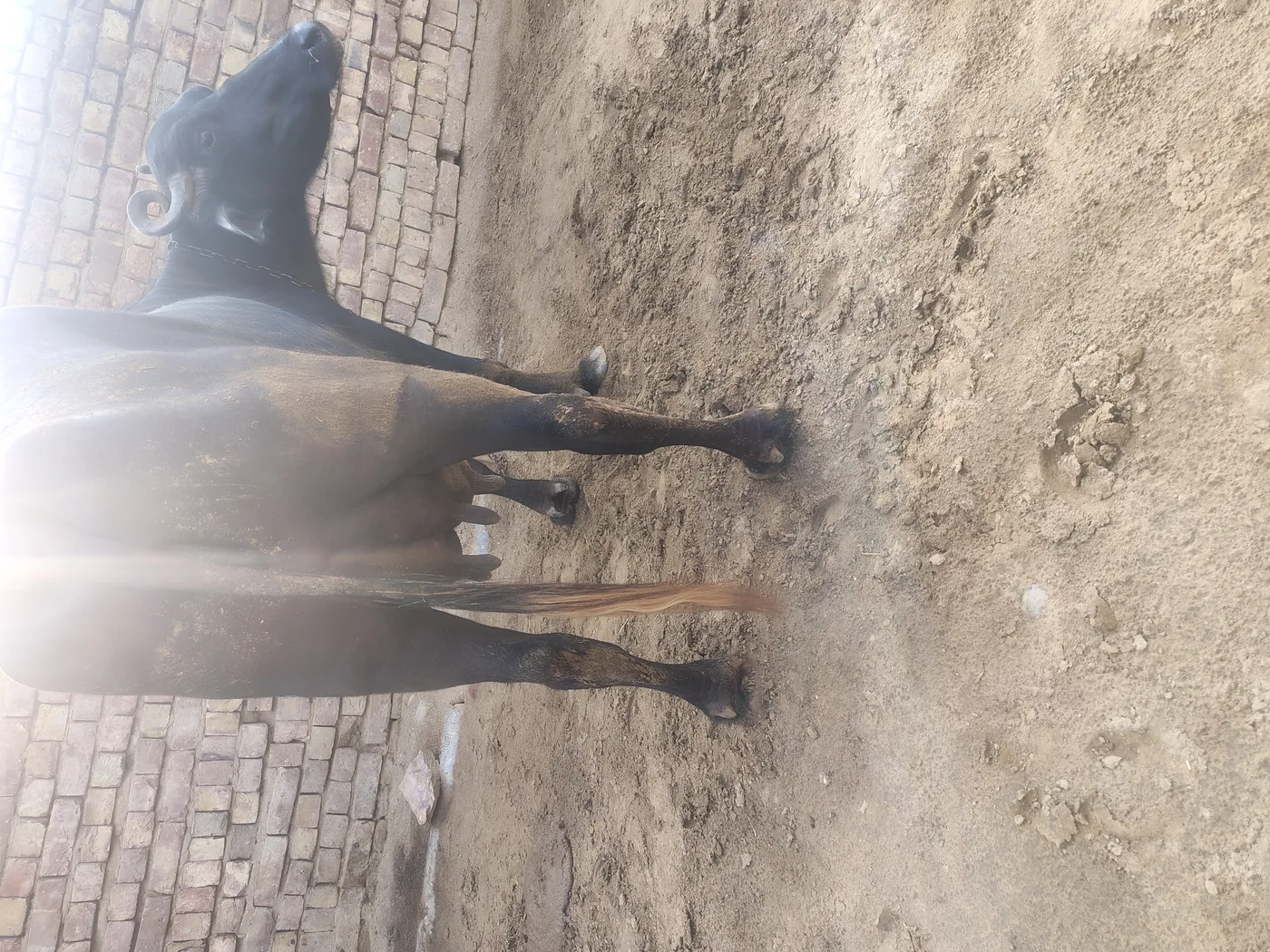 Murrah Buffalo in  HARYANA