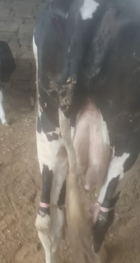HF Cow in  RAJASTHAN