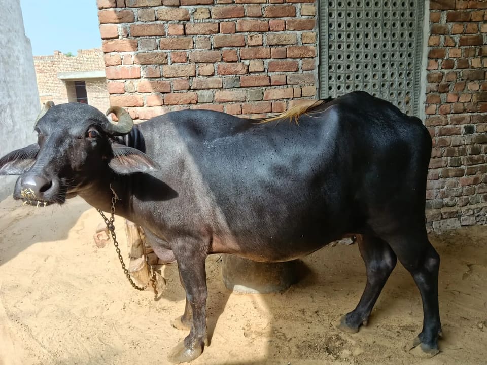 Murrah Buffalo M4899 in  RAJASTHAN