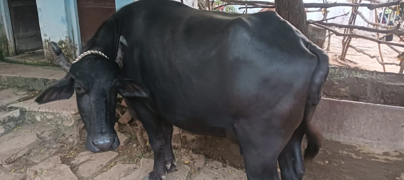 Nili Buffalo N0235 in  RAJASTHAN