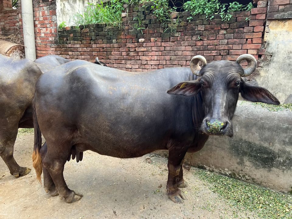 Others Buffalo in  UTTAR PRADESH