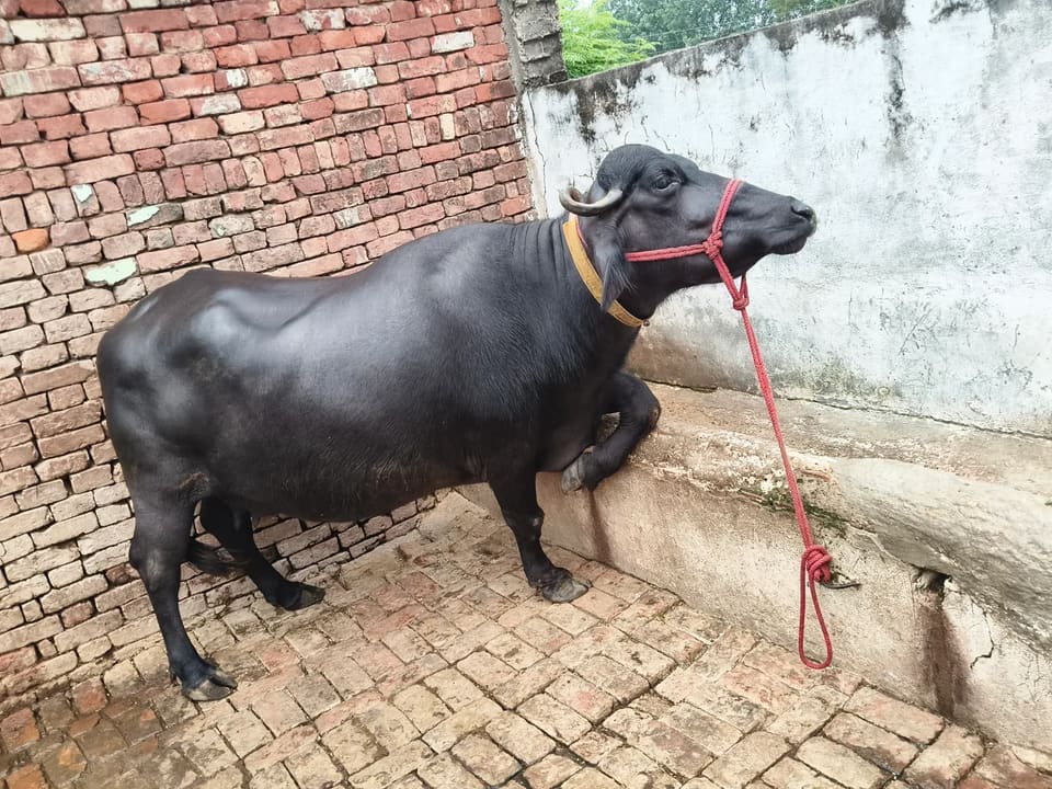 Others Buffalo in  UTTAR PRADESH