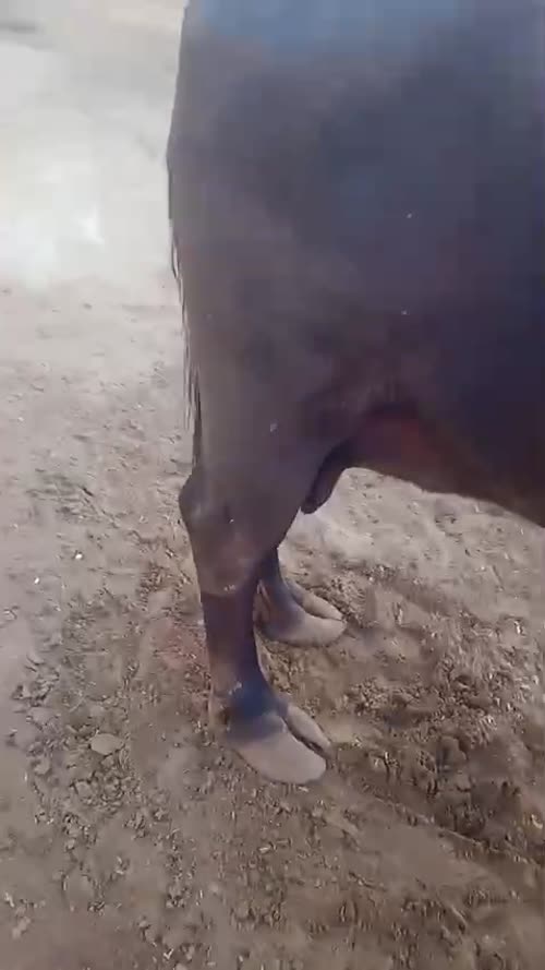 Murrah Buffalo M5118 in  RAJASTHAN