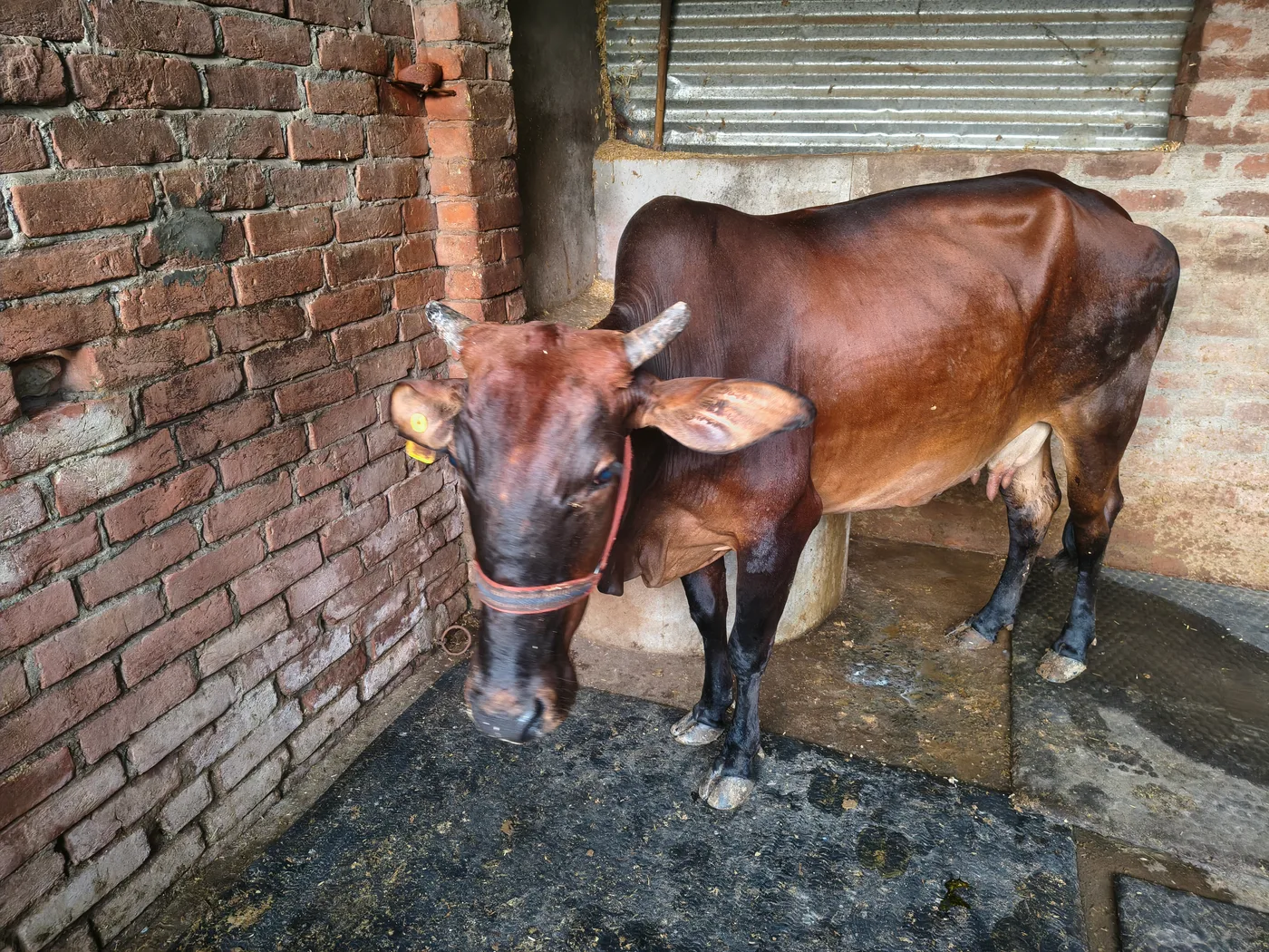 Sahiwal Cow in UTTAR PRADESH