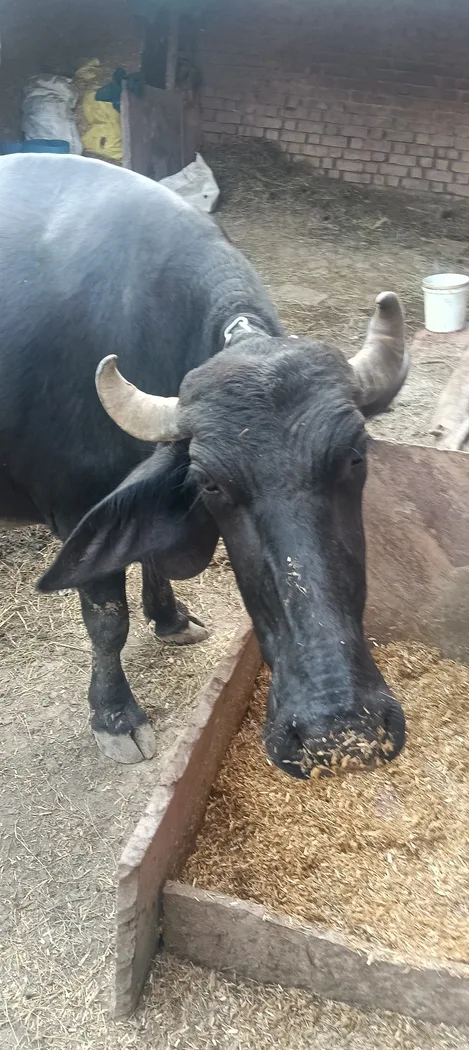 Others Buffalo in  UTTAR PRADESH