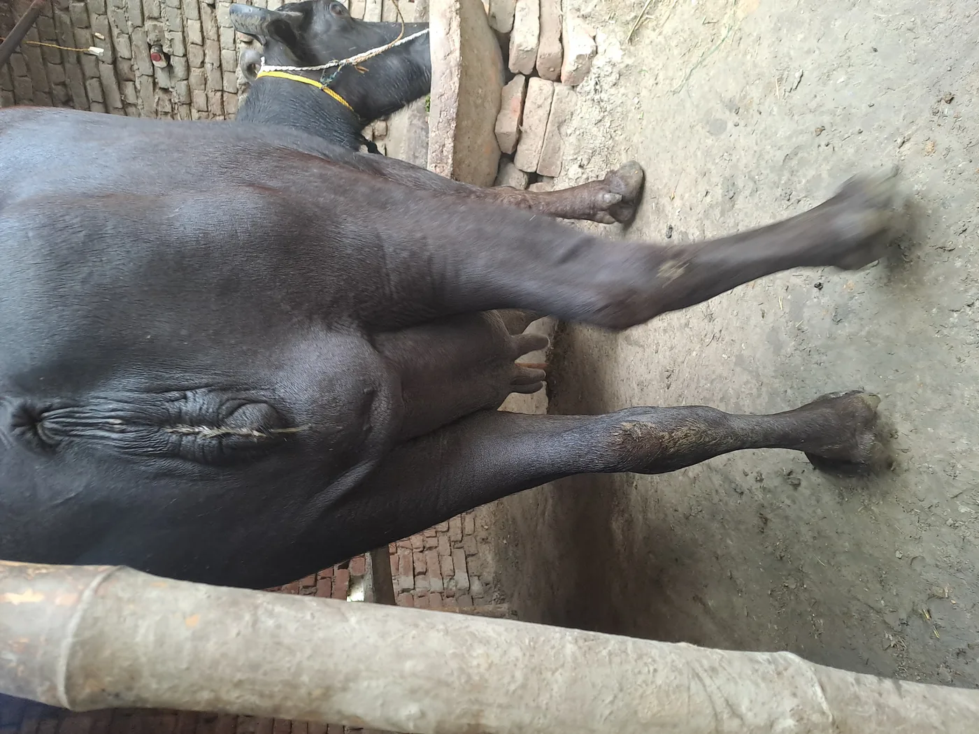 Murrah Buffalo in  BIHAR