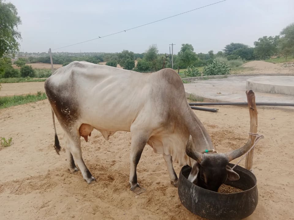 Kankrej Cow K0210 in  RAJASTHAN
