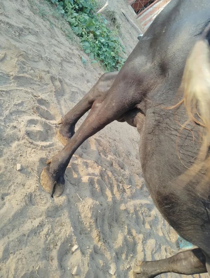 Murrah Buffalo in  RAJASTHAN