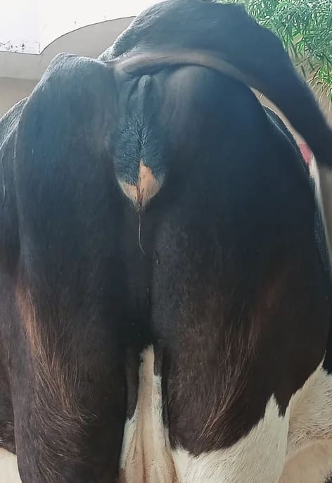 HF Cow in  UTTAR PRADESH