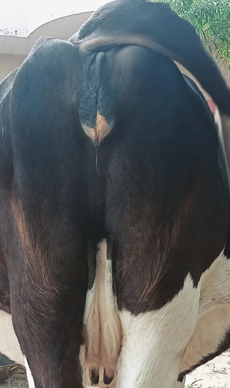 HF Cow H3228 in  UTTAR PRADESH
