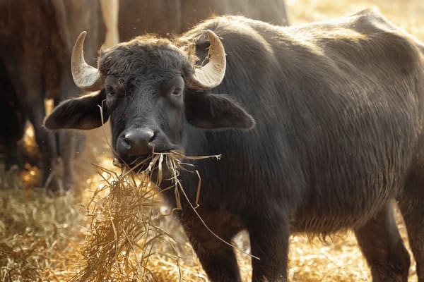 Gir Cow G2107 in  UTTAR PRADESH