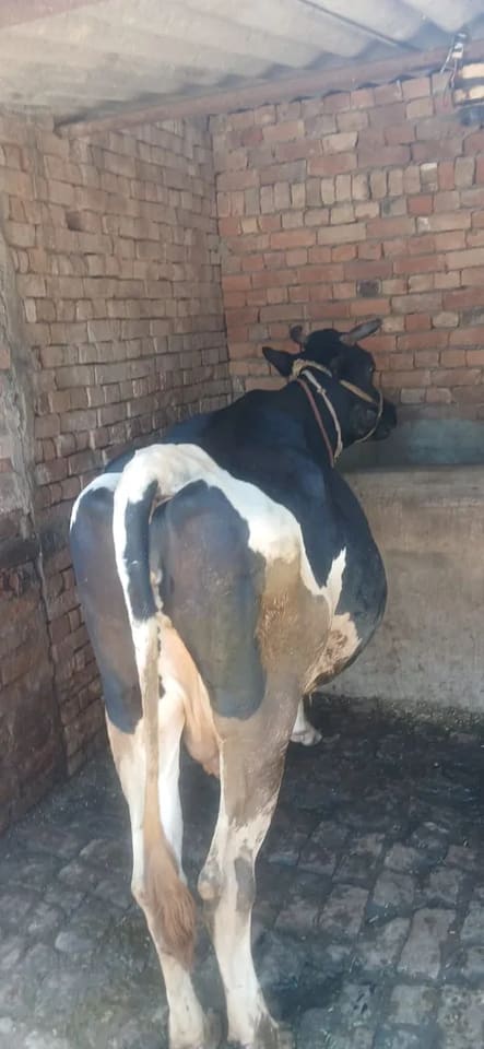 HF Heifer Cow H3110 in  UTTAR PRADESH
