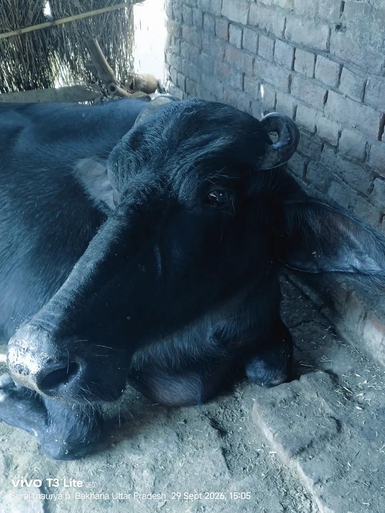 Murrah Buffalo in  UTTAR PRADESH