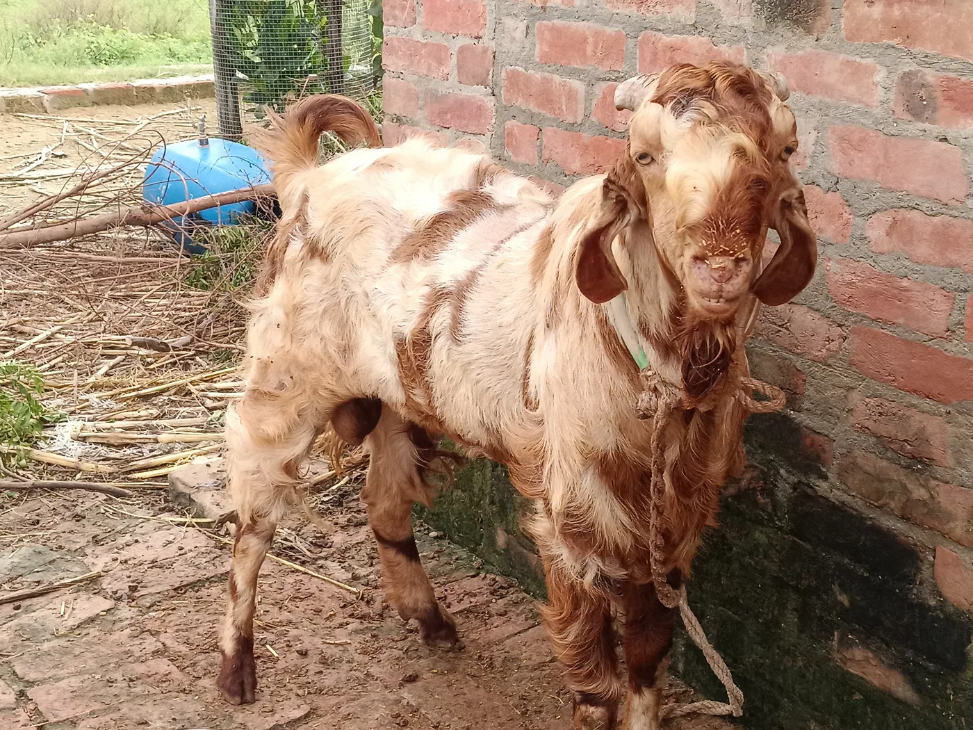 Barbari Goat B0526 in  UTTAR PRADESH