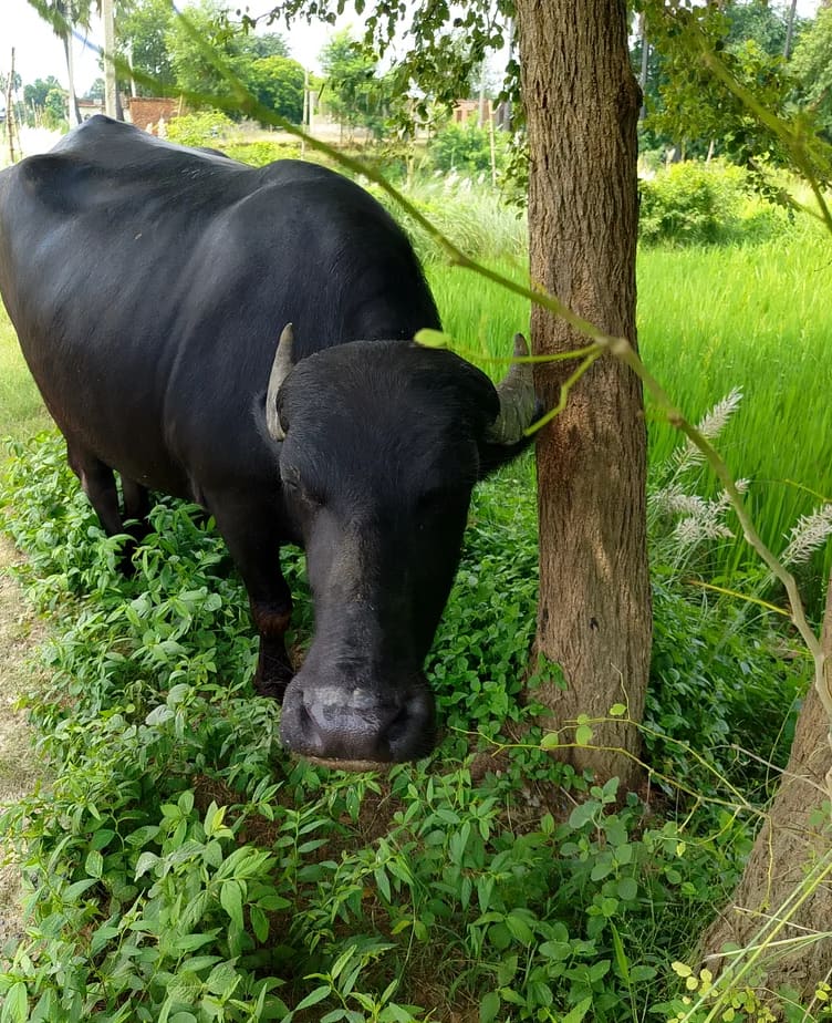 Others Buffalo in  UTTAR PRADESH