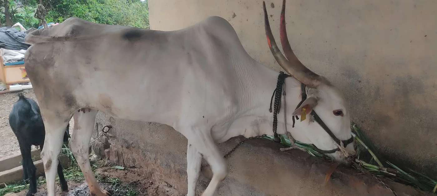 Desi Cow O0601 in  MAHARASHTRA