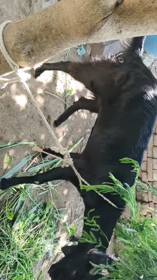 Beetal Goat B0514 in  MAHARASHTRA