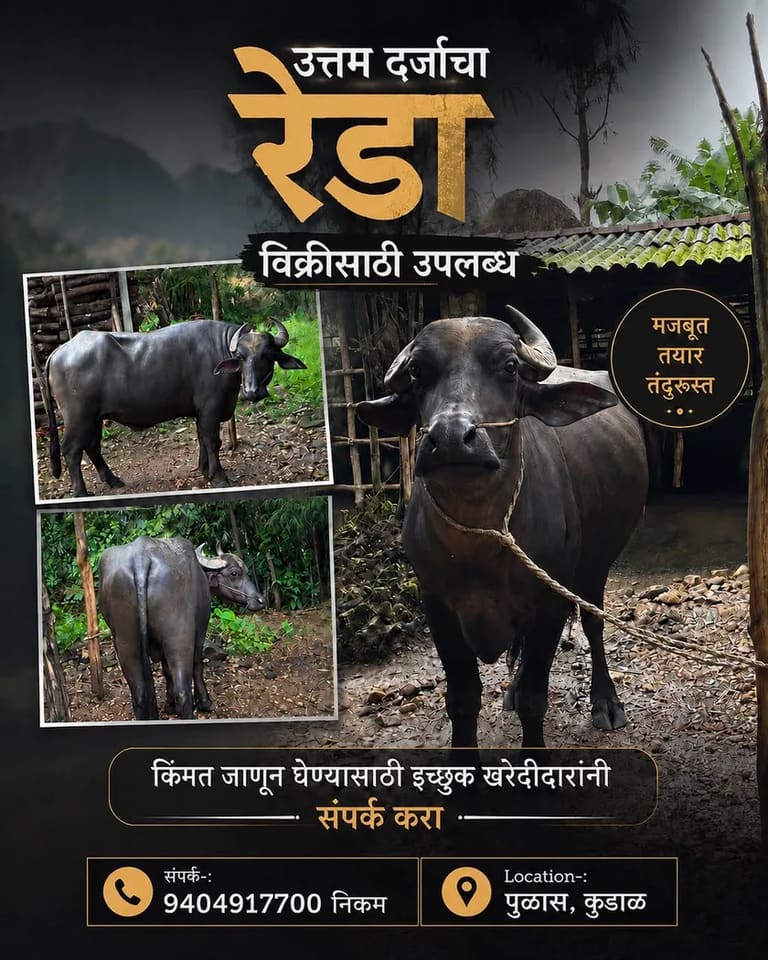 Murrah Buffalo in  MAHARASHTRA