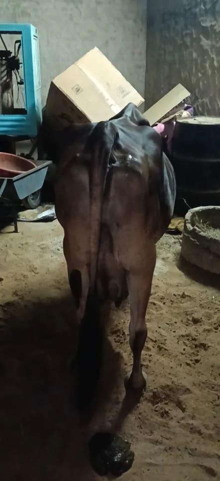 Others Cow in  RAJASTHAN