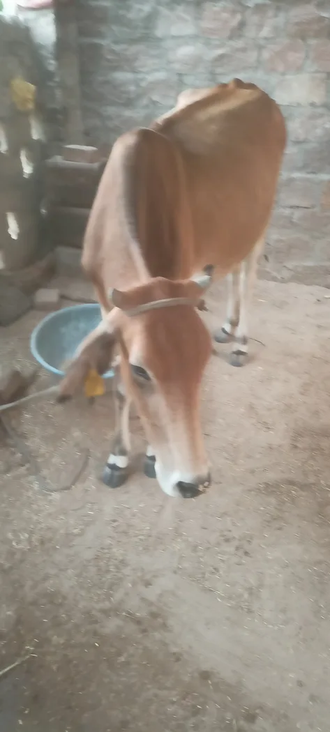 Jersey Cow in  RAJASTHAN