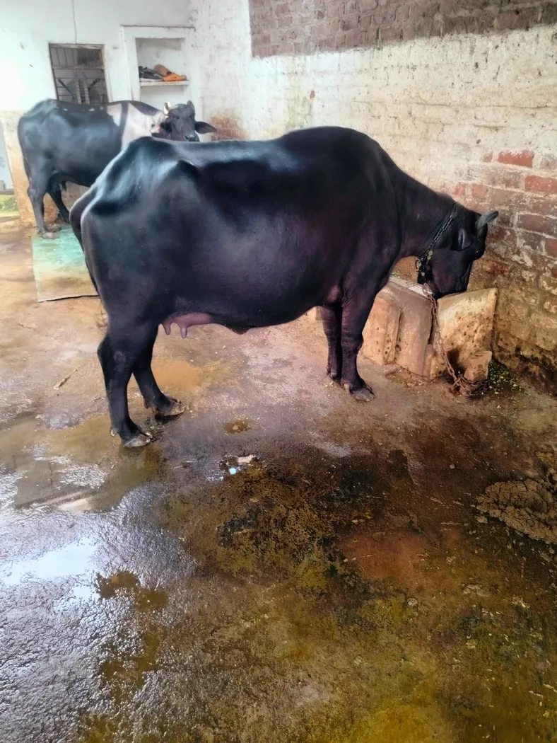 Murrah Cross Heifer Buffalo O0648 in  MADHYA PRADESH