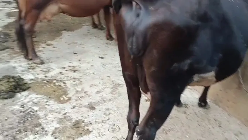 HF Cow in  BIHAR