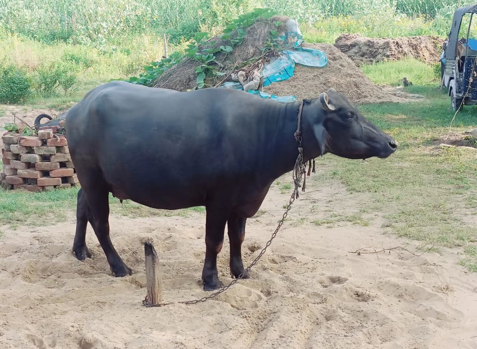 Murrah Buffalo in  RAJASTHAN