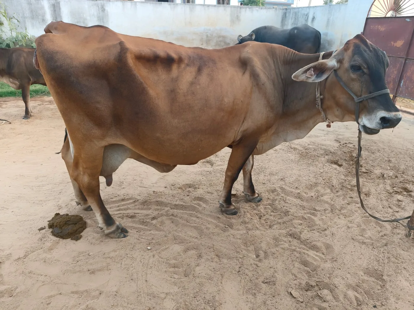 Sahiwal Cow S1942 in  RAJASTHAN